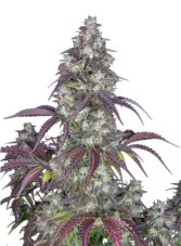 Lemon Pie Auto - autoflowering Samen 5 Stück Fast Buds