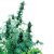 Early Skunk - 5 feminizowanych nasion Sensi Seeds