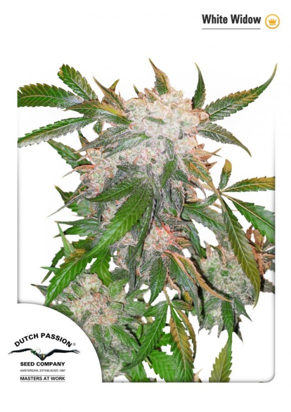 White Widow - feminizovaná semena 10 ks Dutch Passion