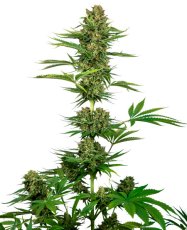 Satin Black Domina CBD - feminizované semienka 5 ks, Sensi Seeds