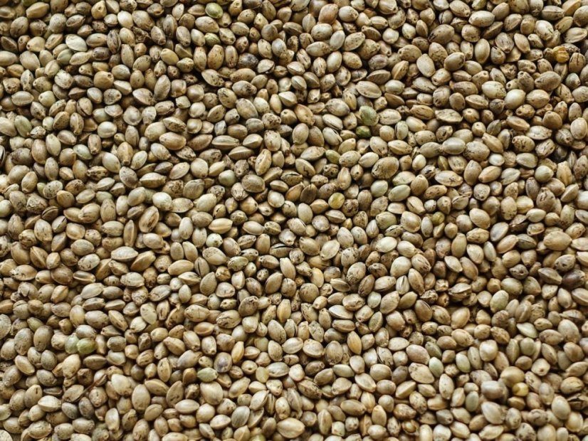 Felina 32 - konopie techniczne 25szt Cannapio