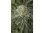 Humboldt Sour Diesel Feminizované Semená - 5