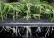Roots of Hemp - Influence on Plant Health and Therapeutic Use