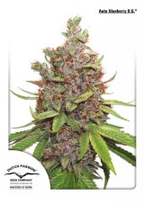 Glueberry O.G. autoflower - feminizované semienka 7 Ks Dutch Passion