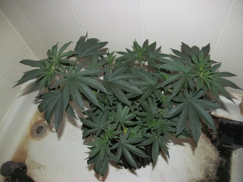Blue Velvet® - feminizovaná semínka 3ks Dutch Passion