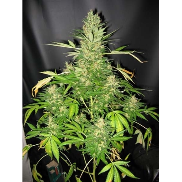 Master Kush x Skunk standardizovaná semínka Mr. Nice, 18 semen