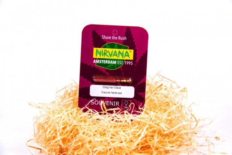 Original Glue - feminizovaná semínka marihuany 5 ks Nirvana Seeds