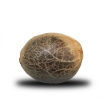 White Widow - feminizované semená Royal Queen Seeds 10 ks