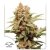 CBG-Force®  - nasiona feminizowane 3szt Dutch Passion