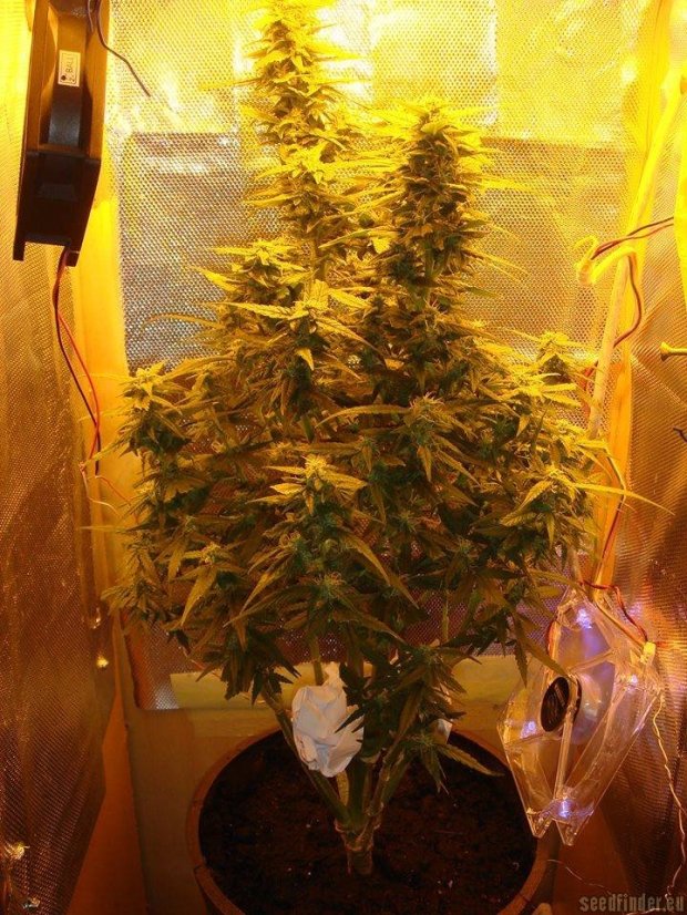 Amnesia Haze Automatic - samonakvétací semínka 5 ks Royal Queen Seeds