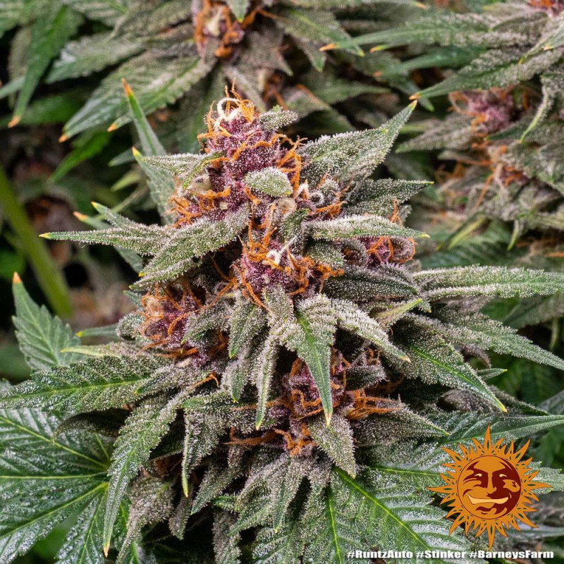 Runtz Auto - autoflowering semená marihuany 10 ks Barney´s Farm