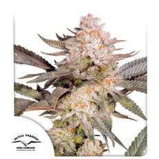 Orange Bud 2.0 Feminizované Semená - 5