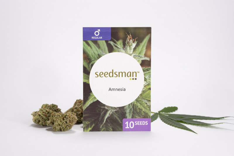 Amnesia - regulérne semená 10 ks Seedsman