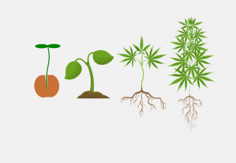 Růstové fáze rostliny konopí: Životní cyklus konopí