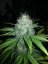 8 Ball Kush – feminizované semienka 10 ks Barney Farms