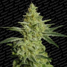 Allkush - feminizované semená 5ks Paradise Seeds
