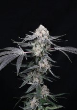 Paradise Seeds x Compound Genetics High Society - feminized seeds 10 pcs