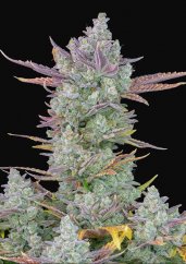 Gorilla Cookies Auto - autoflowering marijuana seeds 3 pcs Fast Buds