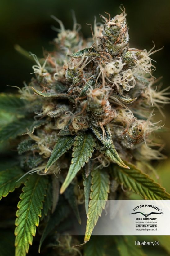 Blueberry - feminizované semená 10 ks Dutch Passion