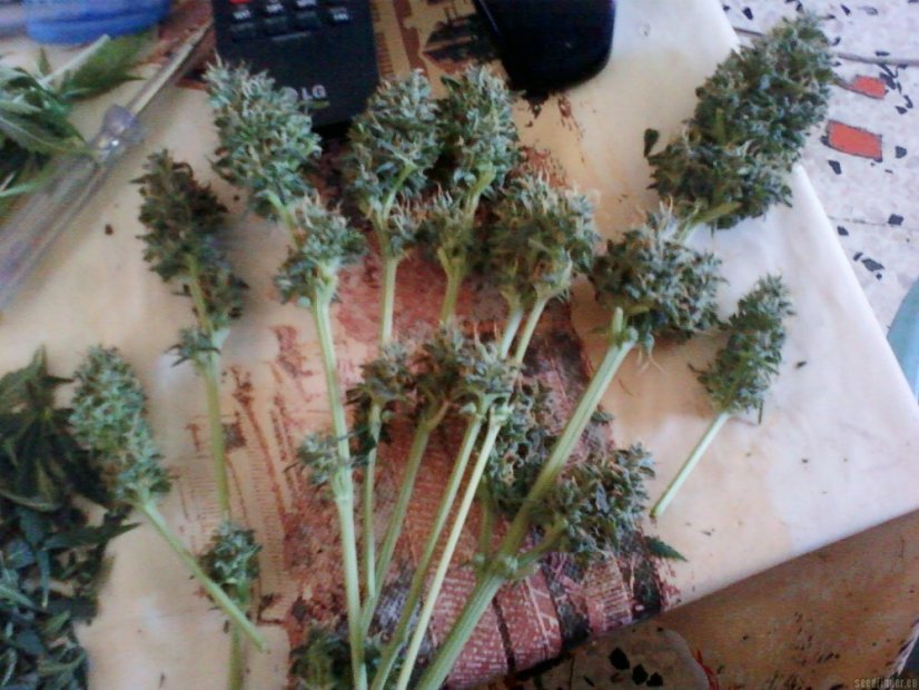 Black Jack Auto – 10 ks autoflowering semien Sweet Seeds