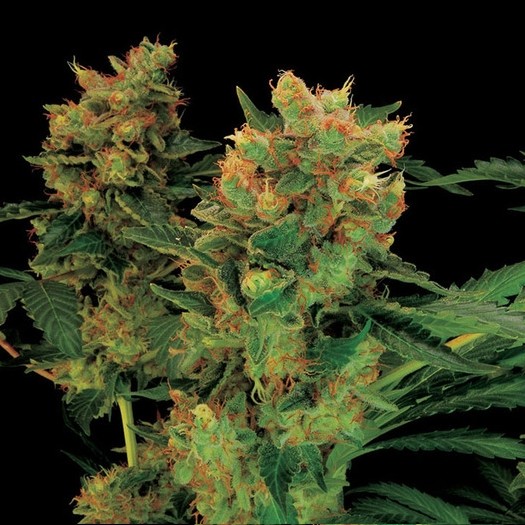 Blue Hash 3 ks feminizované semienka Dinafem