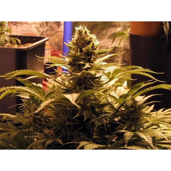 G13 x Widow 18  ks standardizovaná semínka Mr. Nice