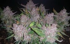 Blue Dream Auto - fem. a samonakvétací semínka 5ks Humboldt