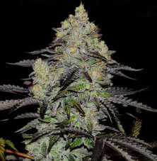 Delicious Seeds Zinnapple feminisierte Samen