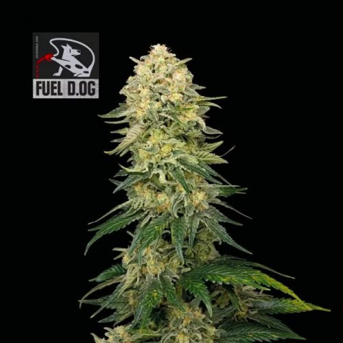 Fuel D.OG - feminized cannabis seeds 3 pcs, Seedsman