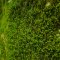 Scientists discovered a rare moss containing substances similar to THC