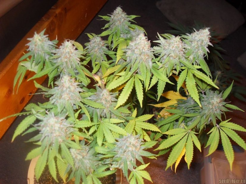 Blue Hash 3 ks feminizované semienka Dinafem