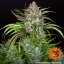 Wedding Cake Auto Feminized Seeds - 3