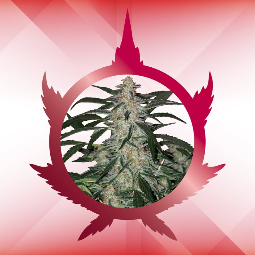 Deimos Auto - feminizované semená, 3 ks, Buddha Seeds