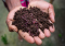 Vermicompost as an organic fertilizer for hemp plants