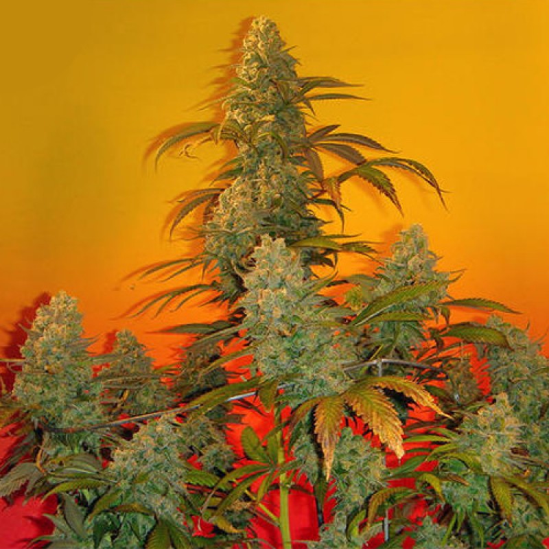 Bubba Kush - feminizovaná semienka 3ks Humboldt