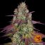 Mimosa EVO - feminizovaná semena marihuany 5 ks Barney´s Farm