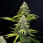 Kush Classic - feminisierte Samen 5 Stück Cannapio