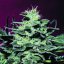 Nebula 3 ks, feminizované semená Paradise Seeds