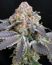 Symbiotic Genetics Rated R Feminized Seeds