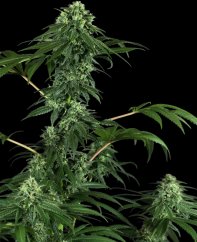 420 Punch - feminized cannabis seeds 5pcs, Sensi Seeds