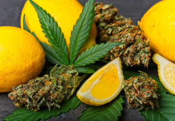 Ocimene: Il Terpene della Cannabis e i Suoi Benefici