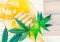 The Secret of High Yields: Honey as a Key Factor in Successful Cannabis Cultivation