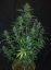 Sticky Fingers Auto - autoflowering semena konopí 3 ks, Seedstockers