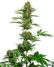 Satin Black Domina CBD - semillas feminizadas 3 uds, Sensi Seeds