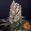 Blueberry OG - feminizované semená marihuany 3 ks Barney´s Farm