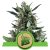 Blue Cheese - semi femminizzati e autofiorenti 5pcs Royal Queen Seeds