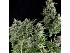 Northern Lights - autoflowering seeds 5 pcs Pyramid Seeds