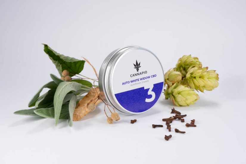 Auto White Widow CBD - selbstblühende Samen 3 Stück Cannapio