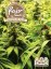 Indoor MIX - feminized seeds 5 pcs Fair seeds
