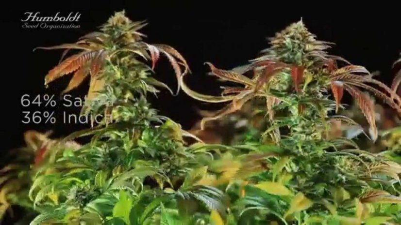 Lemon Kush Headband - feminizovaná semínka 3ks Humboldt